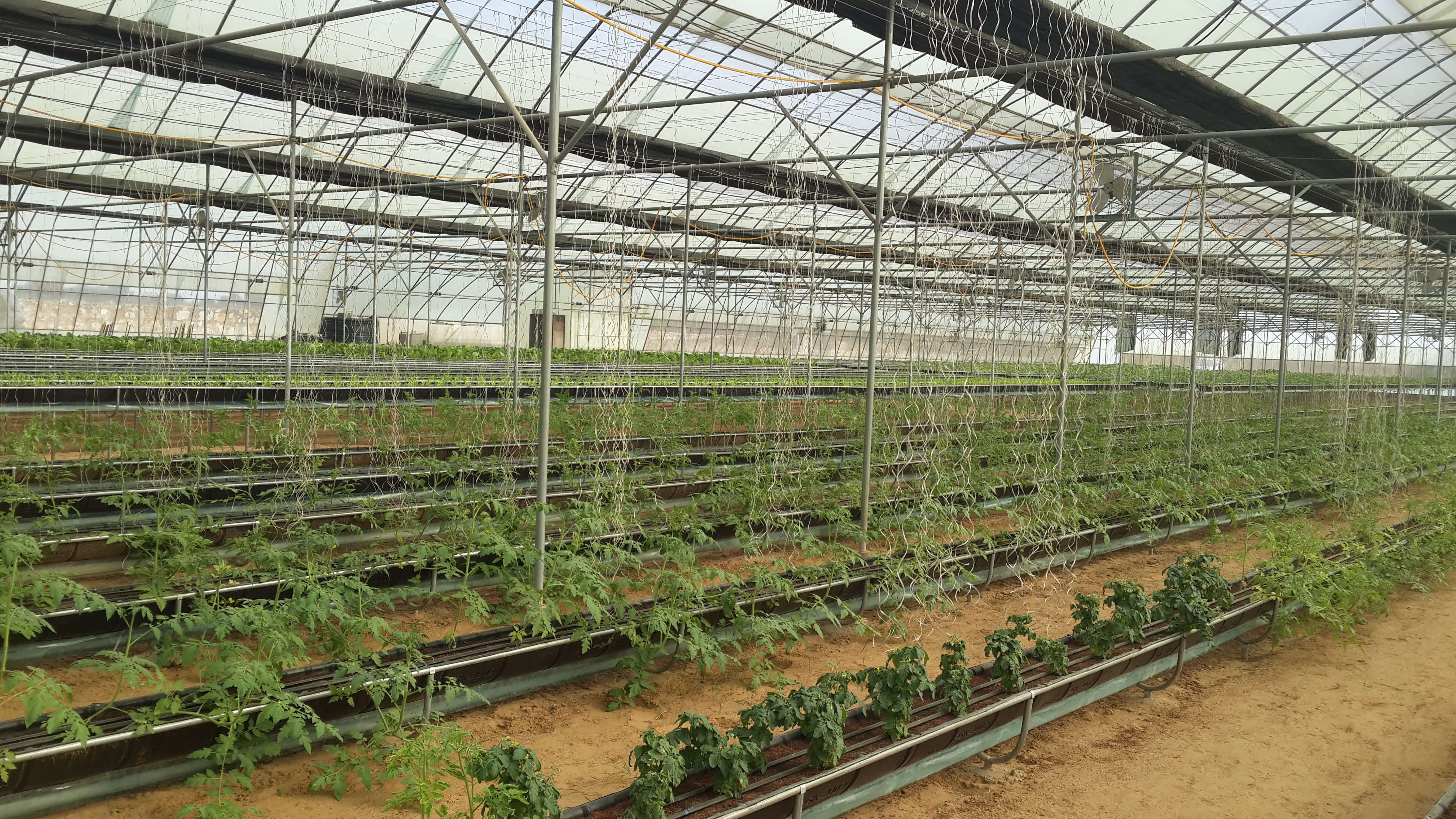 Organic farming methods at Ehsaas